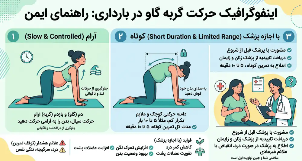 اینفوگرافیک حرکت گربه گاو در بارداری