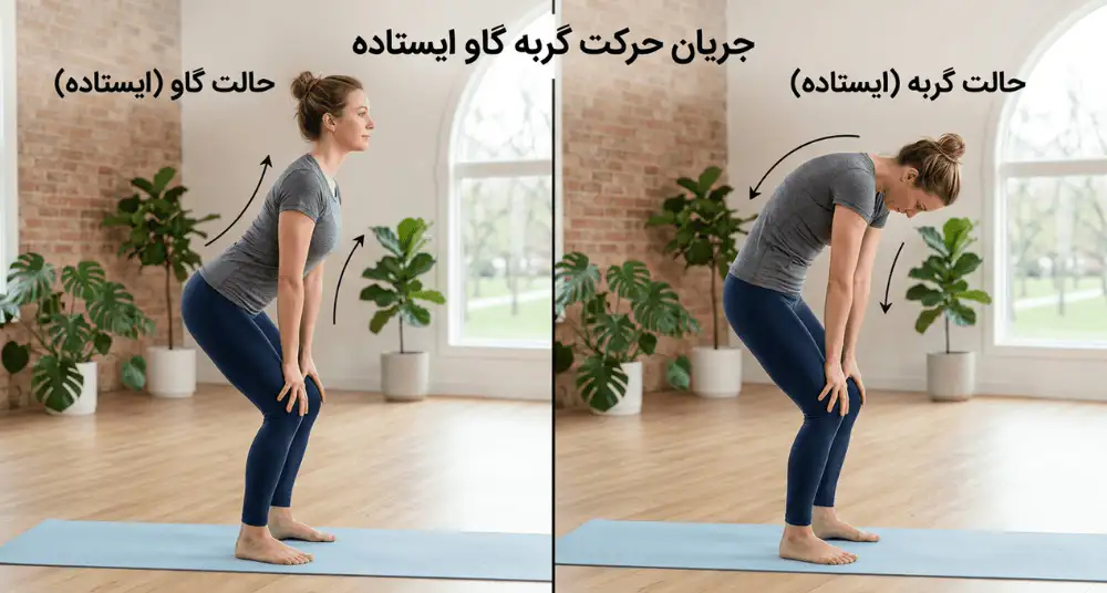 مراحل انجام حرکت گربه گاو ایستاده
